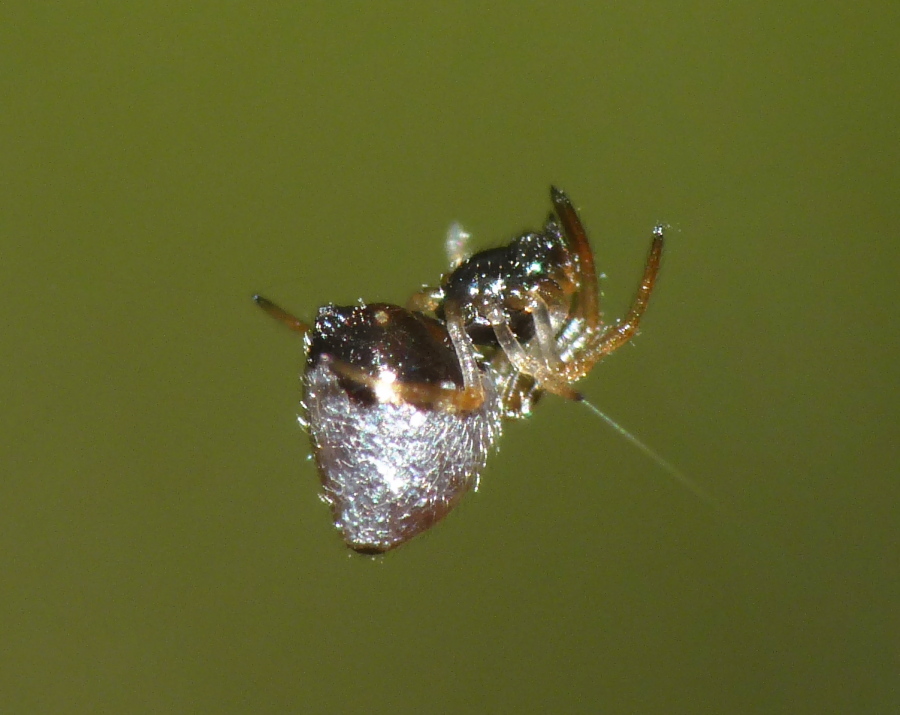 Argyrodes argyrodes